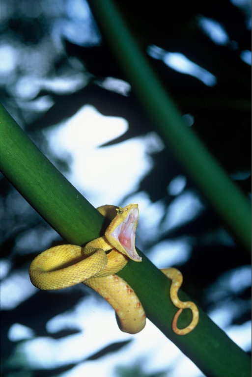 Golden Eyelash Viper