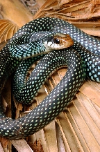 Speckled Racer