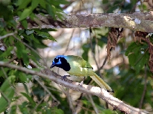 Green Jay