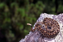 Crotalus polystictus