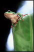 Mexican Giant Leaf Frog