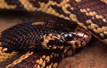 Yolo County Hypermelanistic California Kingsnake