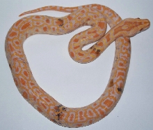 Paradox Albino  Burmese Python Picture 1