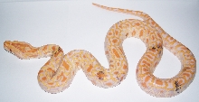 Paradox Albino Burmese Python Picture 2