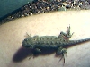 aligator lizard