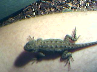 aligator lizard