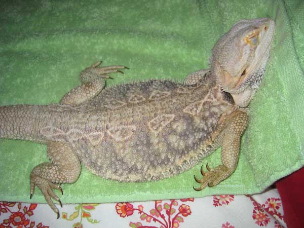 kate sleeping