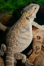 fat girl