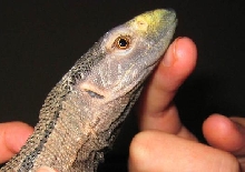 chin rub