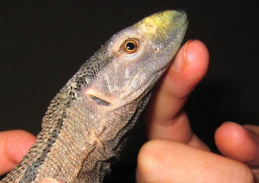 chin rub