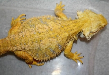 male butterscotch