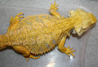 male butterscotch