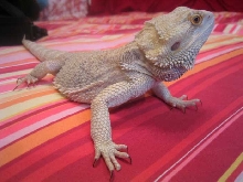 my fatboy pete
