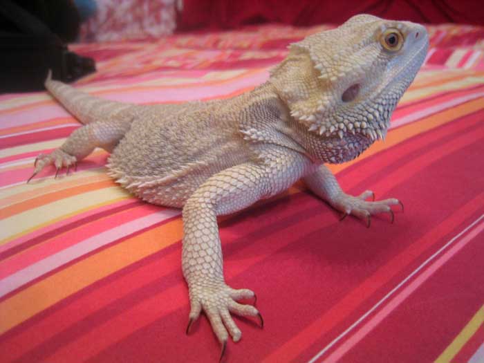 my fatboy pete