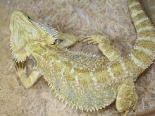 henry