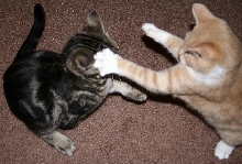 get him mowie!