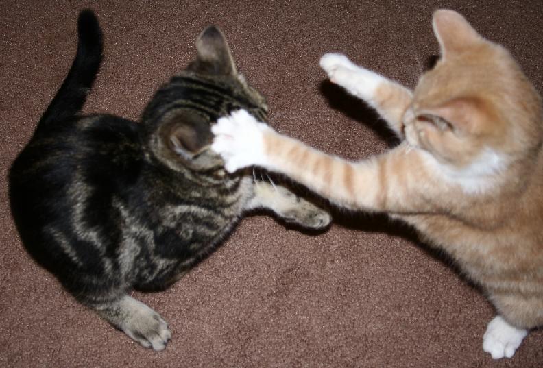 get him mowie!