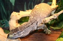 basking bt