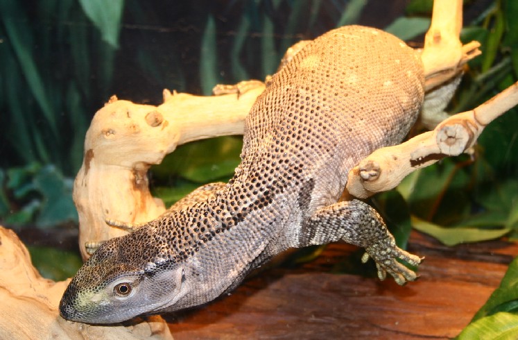 basking bt