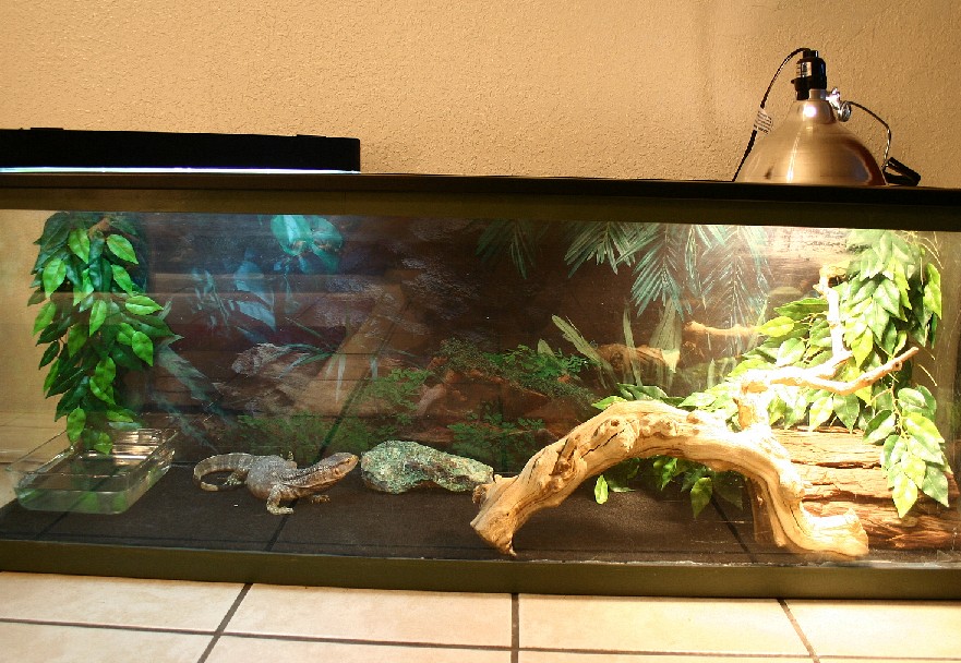 luce's setup