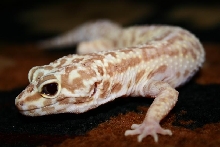 new little girl