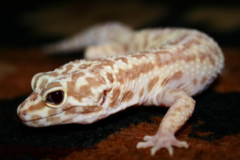 new little girl