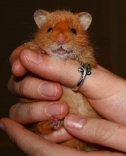 perfect hamster