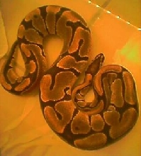 petunia