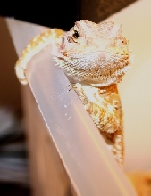 sabrina's posing
