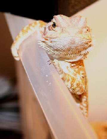 sabrina's posing