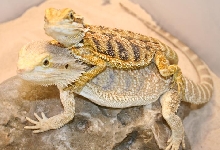 pretty beardies