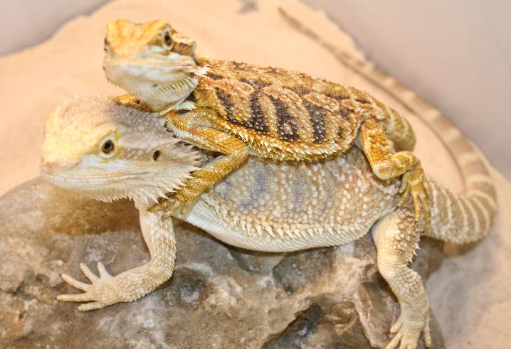 pretty beardies