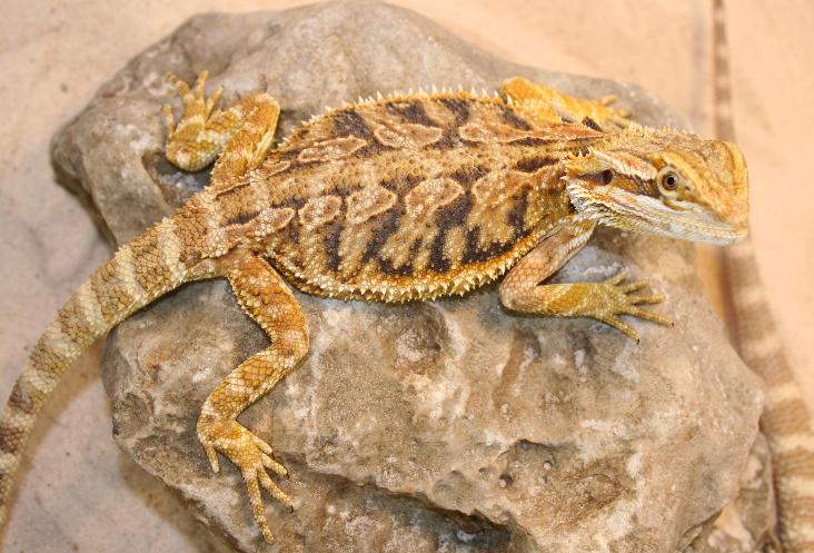 speedy