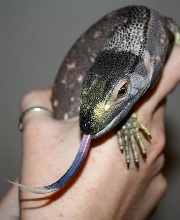 black throat