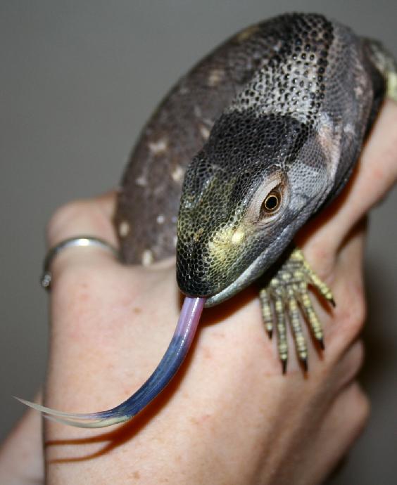 black throat