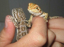 two of the babies