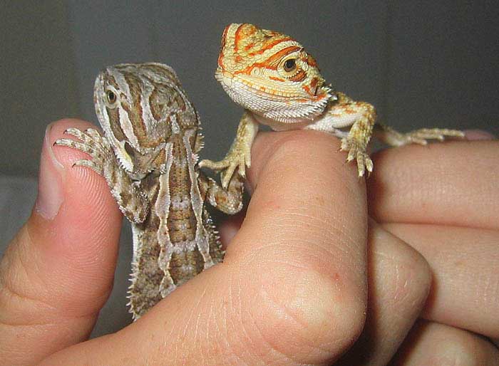 two of the babies