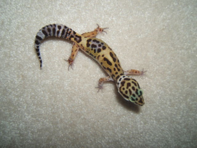 what color morph