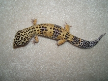 what color morph