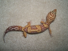 what color morph