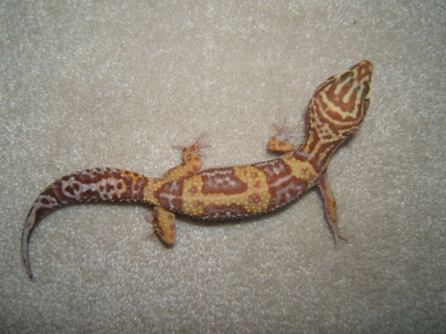 what color morph