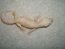 what color morph