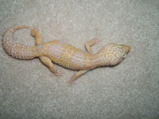 what color morph