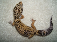 what color morph