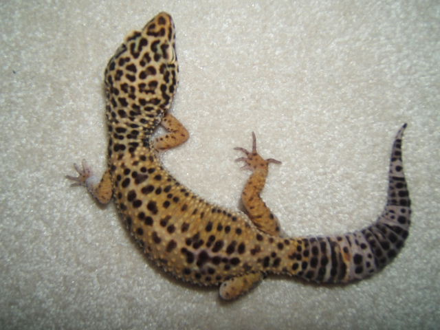 what color morph