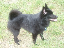 holly