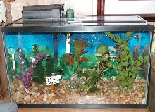 my 10 gal tank
