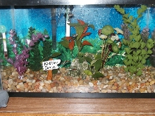 close up of 10 gal tank