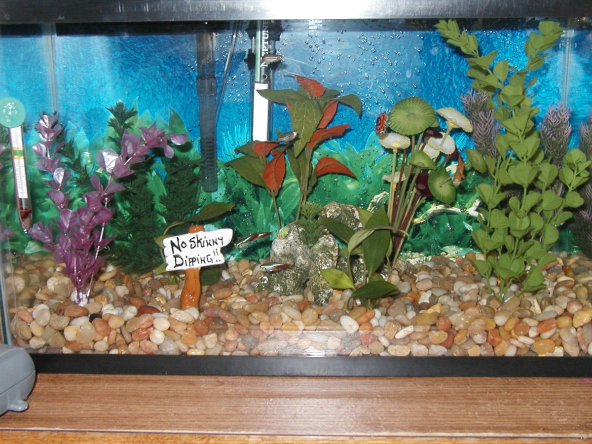 close up of 10 gal tank
