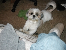 My Shi-tzu Dominoe